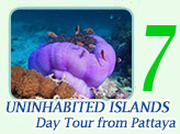 Uninhabited islands Day Tour from Pattaya